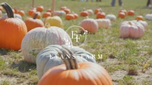 Several pumpkins of various colors and sizes are scattered on grass in a field. The Evans Farm logo is overlaid at the center of the image.