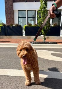 A small, curly-haired brown dog on a leash stands on a street with its tongue out. A person’s hand holds the leash. Buildings and plants are visible in the background.