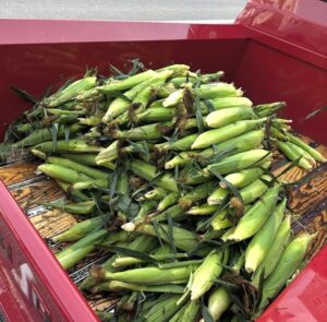 A large pile of freshly harvested corn in husks lying in the bed of a red pickup truck.
