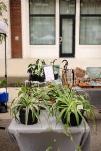 Two potted spider plants are displayed on a table outdoors at a market, with a price tag reading "$15" and other plants and items visible in the background.