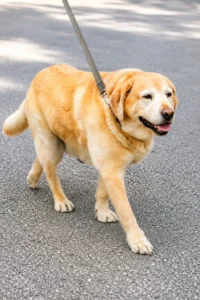 A yellow Labrador Retriever is walking on a leash along a paved street.